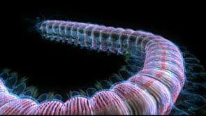 Attēlu rezultāti vaicājumam “Annelides”