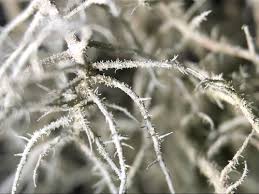 Attēlu rezultāti vaicājumam “Usnea hirta”