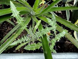 Image result for Ptilostemon afer