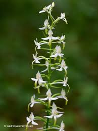 Attēlu rezultāti vaicājumam “Platanthera bifolia leaf”