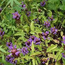 Attēlu rezultāti vaicājumam “Prunella vulgaris leaf”