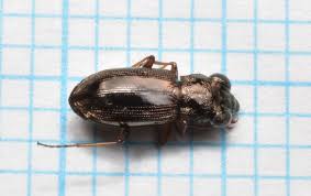 Attēlu rezultāti vaicājumam “Notiophilus germinyi”