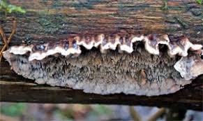 Attēlu rezultāti vaicājumam “Postia undosa”