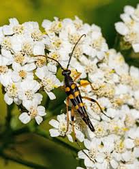 Attēlu rezultāti vaicājumam “Strangalia attenuata”