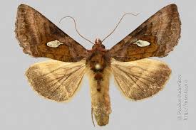 Attēlu rezultāti vaicājumam “Autographa excelsa”