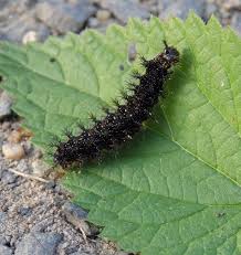 Attēlu rezultāti vaicājumam “Araschnia levana larva”