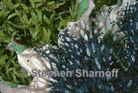 Attēlu rezultāti vaicājumam “Peltigera leucophlebia”