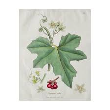 Attēlu rezultāti vaicājumam “Bryonia alba fruit”