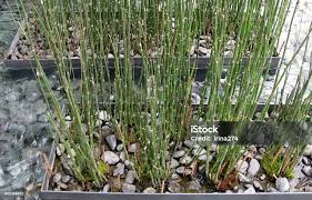 Attēlu rezultāti vaicājumam “Equisetum fluviatile”