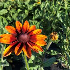 Attēlu rezultāti vaicājumam “Rudbeckia hirta var. hirta leaf”
