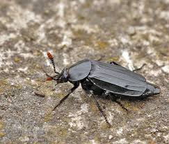 Attēlu rezultāti vaicājumam “Necrodes littoralis”