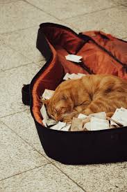 Image result for Cat sleeping in guitar