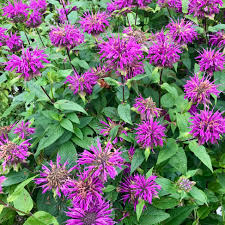 Image result for Monarda didyma
