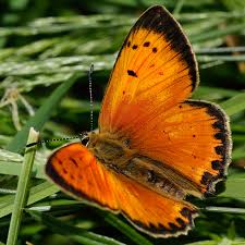 Attēlu rezultāti vaicājumam “Lycaena virgaureae”