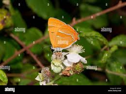 Attēlu rezultāti vaicājumam “Thecla betulae male”