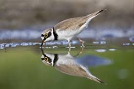 Attēlu rezultāti vaicājumam “Charadrius dubius adult”