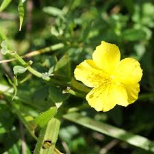 Attēlu rezultāti vaicājumam “Helianthemum nummularium flower”