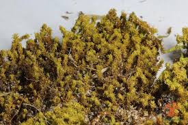 Attēlu rezultāti vaicājumam “Gymnostomum aeruginosum”