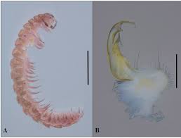 Attēlu rezultāti vaicājumam “Ommatoiulus vilnensis”