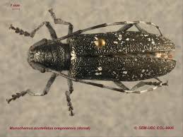 Attēlu rezultāti vaicājumam “Cerambycidae”