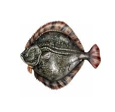 Image result for Scophthalmus maximus