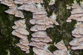 Attēlu rezultāti vaicājumam “Trichaptum biforme”