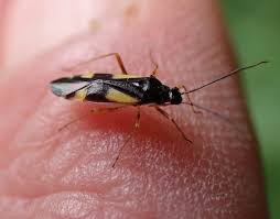 Attēlu rezultāti vaicājumam “Dryophilocoris flavoquadrimaculatus”