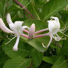 Attēlu rezultāti vaicājumam “Lonicera caprifolium”