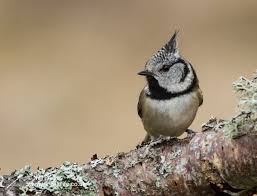 Attēlu rezultāti vaicājumam “Lophophanes cristatus adult”