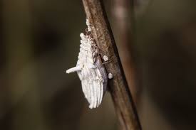 Attēlu rezultāti vaicājumam “Orthezia urticae”