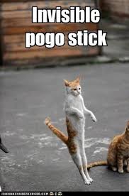 Image result for invisible cat