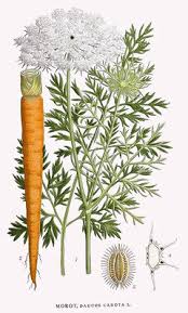 Image result for Daucus carota