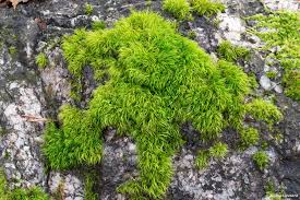 Attēlu rezultāti vaicājumam “Paraleucobryum longifolium”