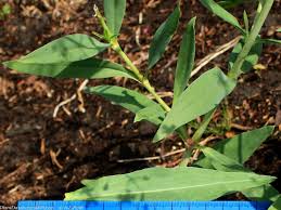 Attēlu rezultāti vaicājumam “Gypsophila paniculata leaf”