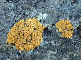 Attēlu rezultāti vaicājumam “Caloplaca scopularis”