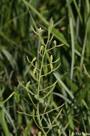 Attēlu rezultāti vaicājumam “Thesium ebracteatum”