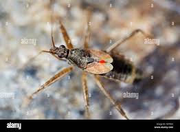 Attēlu rezultāti vaicājumam “Nabidae”