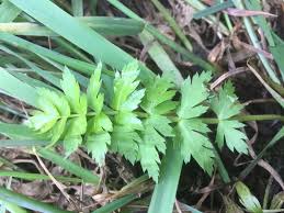 Attēlu rezultāti vaicājumam “Sium latifolium leaf”