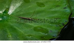 Attēlu rezultāti vaicājumam “Ranatra linearis”