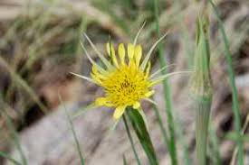 Attēlu rezultāti vaicājumam “Tragopogon heterospermus bud”