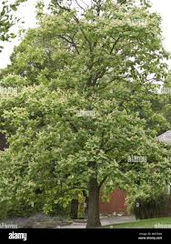 Attēlu rezultāti vaicājumam “Catalpa ovata leaf”