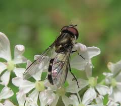 Attēlu rezultāti vaicājumam “Lycogala convexum young”