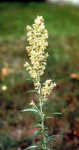 Attēlu rezultāti vaicājumam “Artemisia vulgaris flower”