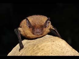 Attēlu rezultāti vaicājumam “Pipistrellus pygmaeus”