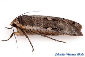 Attēlu rezultāti vaicājumam “Noctua pronuba”