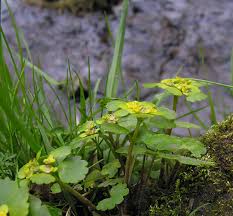 Attēlu rezultāti vaicājumam “Chrysosplenium alternifolium leaf”