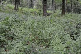 Attēlu rezultāti vaicājumam “Dryopteris carthusiana”