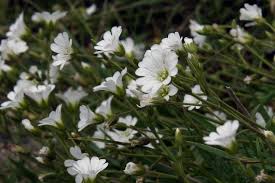 Attēlu rezultāti vaicājumam “Cerastium arvense leaf”
