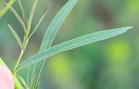 Attēlu rezultāti vaicājumam “Euphorbia virgata leaf”