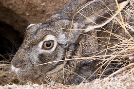 Attēlu rezultāti vaicājumam “Lepus sp.”